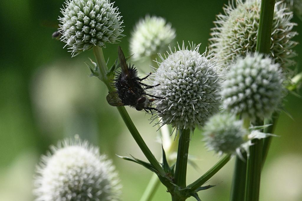 2025-08080048 Tower Hill Botanaic Garden, MA.JPG - Tachinid Fly on Rattlesnake Master. New England Botanic Garden at Tower Hill, MA, 8-8-2025